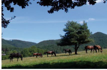 pferde_web_neu_csign_2