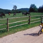 raphael_pferde_csign_web