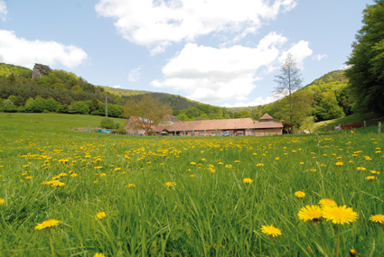 baerenbrunner_csign_web